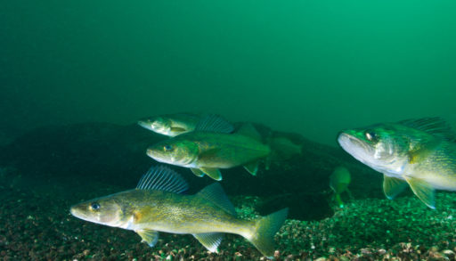 walleye fish underwater