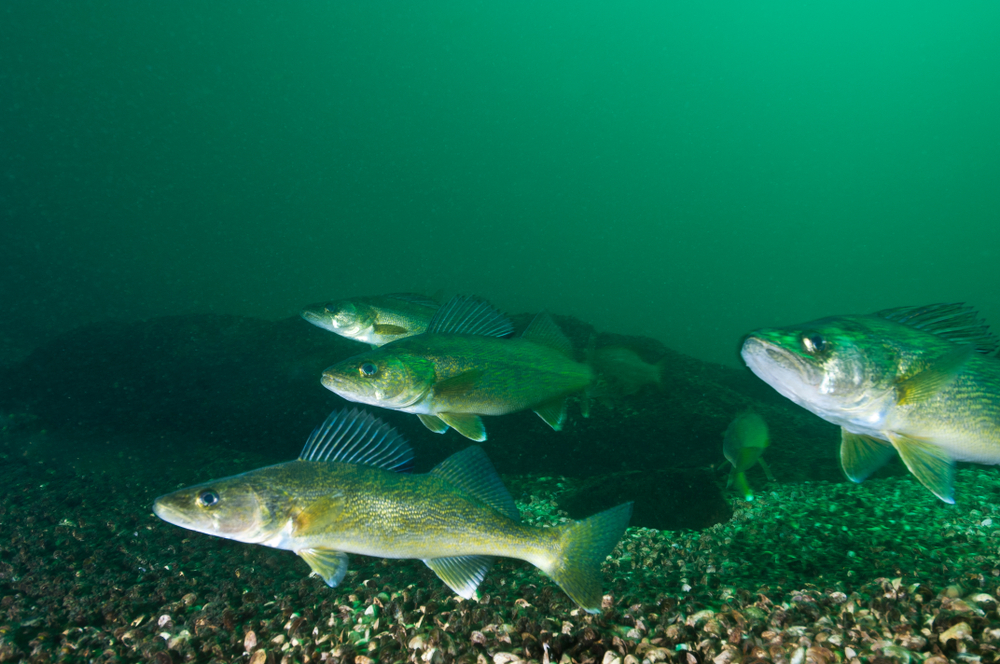 walleye fish underwater