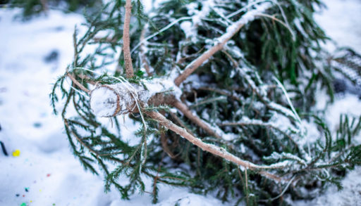 Christmas tree out by curb
