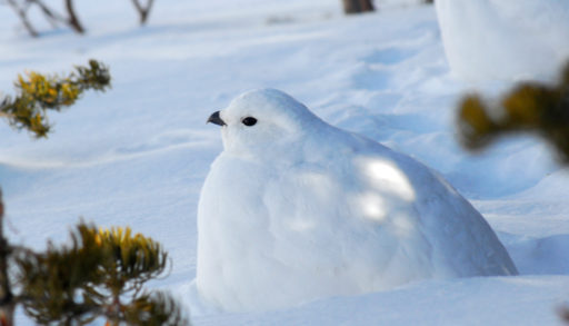 A white-tailed ptarmigan crouched in the snow