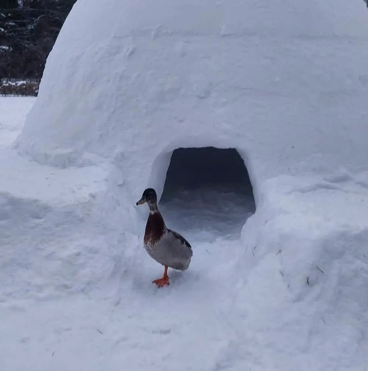 A duck standing in front of the entrance to an igloo.
