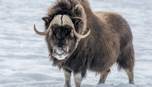 A male muskox standing in the snow