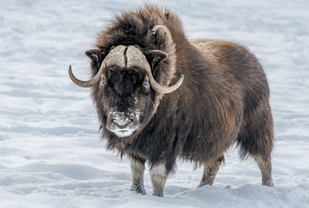 A male muskox standing in the snow