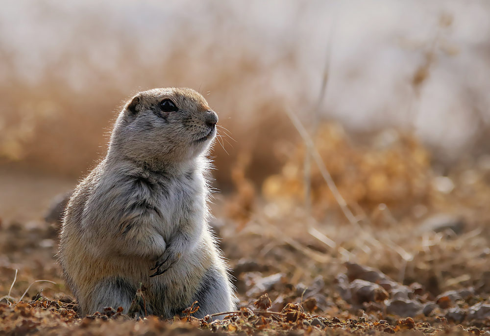 A Richardson's ground squirrel sitting on the ground