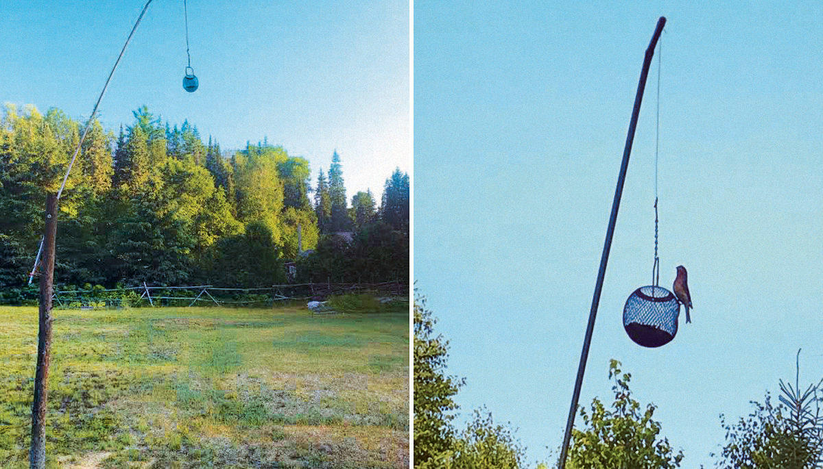 photo of Mark's bear-proof bird feeder on a post dangling