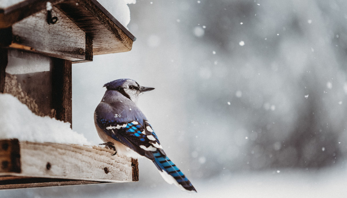 blue jay at a bird feeder in winter