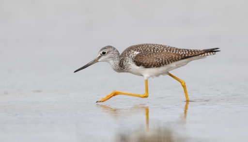 A greater yellowlegs running through the water