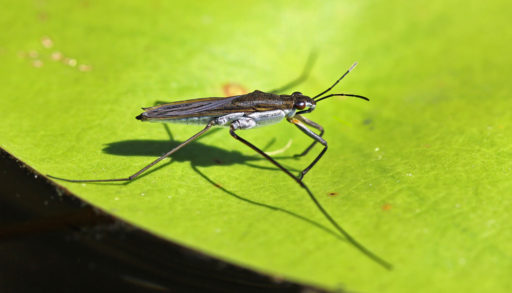 An Ontario water strider perched on a lilypad
