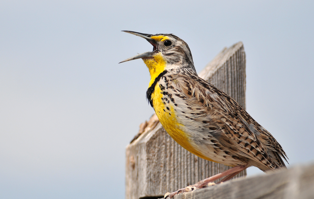 A Western meadowlark perched on a fence post and singing