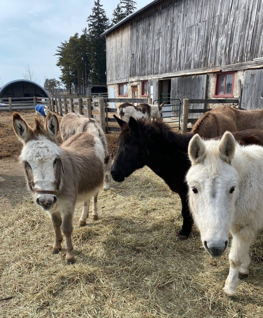 Donkeys at a farm