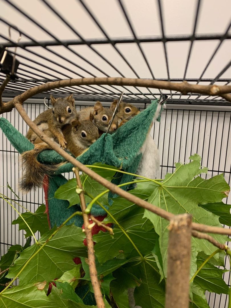 tiny animals huddled together