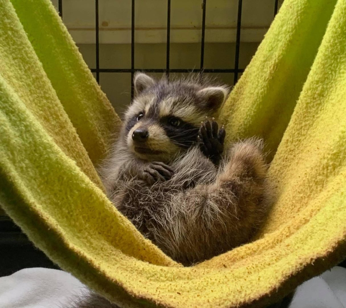 Raccoon in a hammock