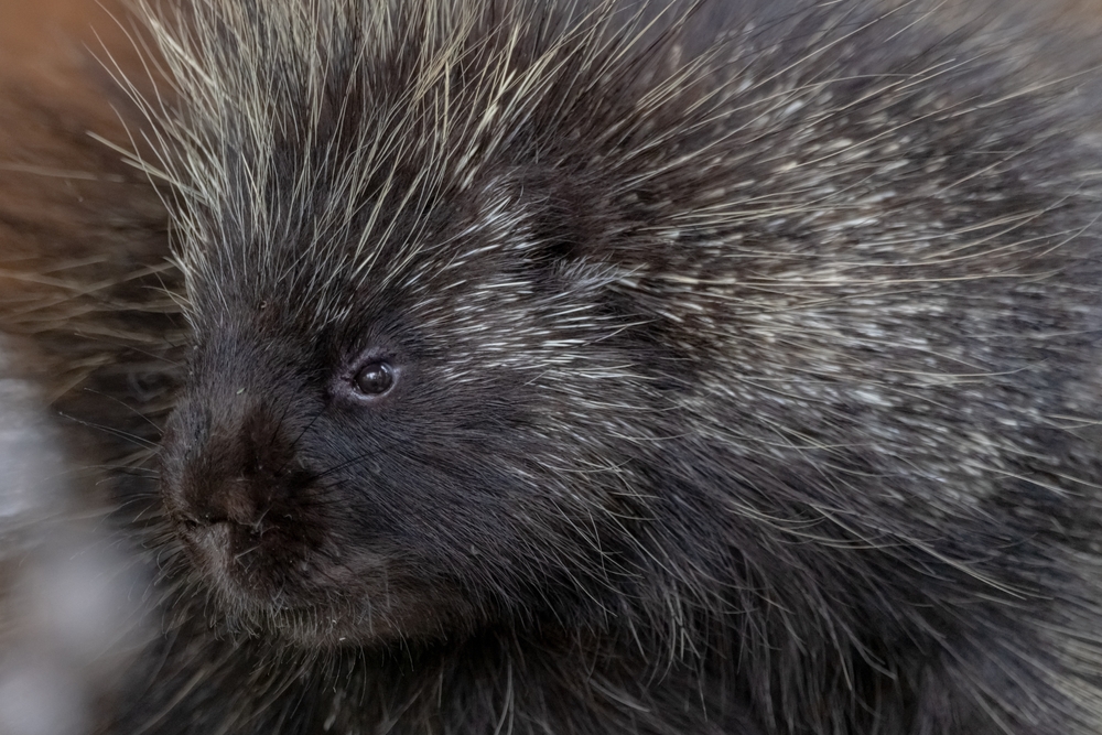 porcupine