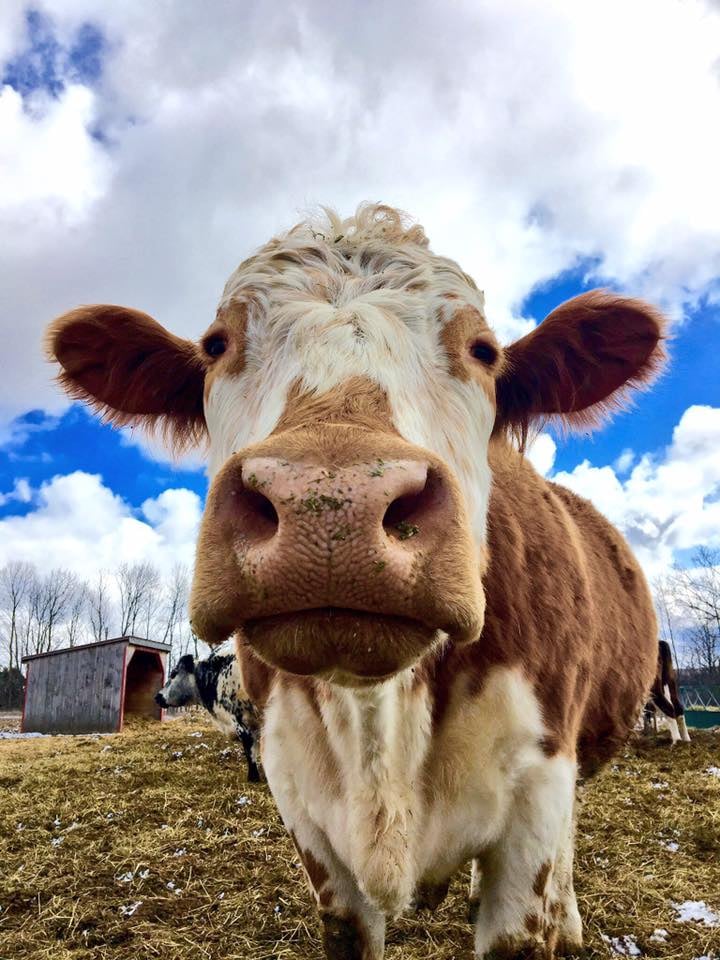 Close up of a brown and white cow