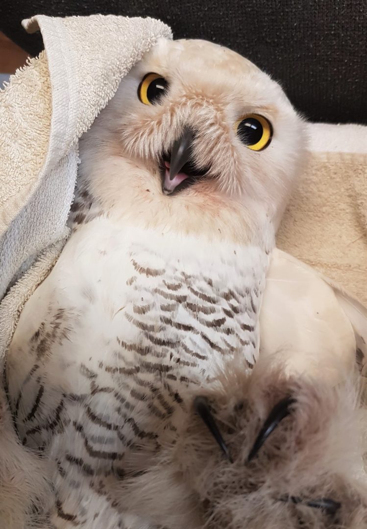 Owl smiling