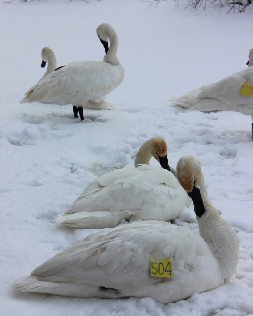 Swams hanging out in the snow
