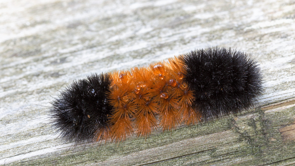 Woolly Bear Caterpillar on deck