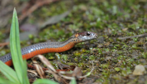 A macro portrait of a red-bellied snake against a background of forest floor litter