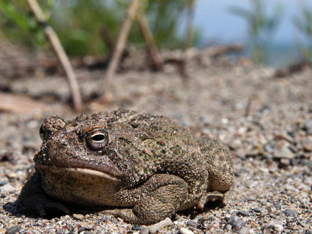 Fowler's Toad
