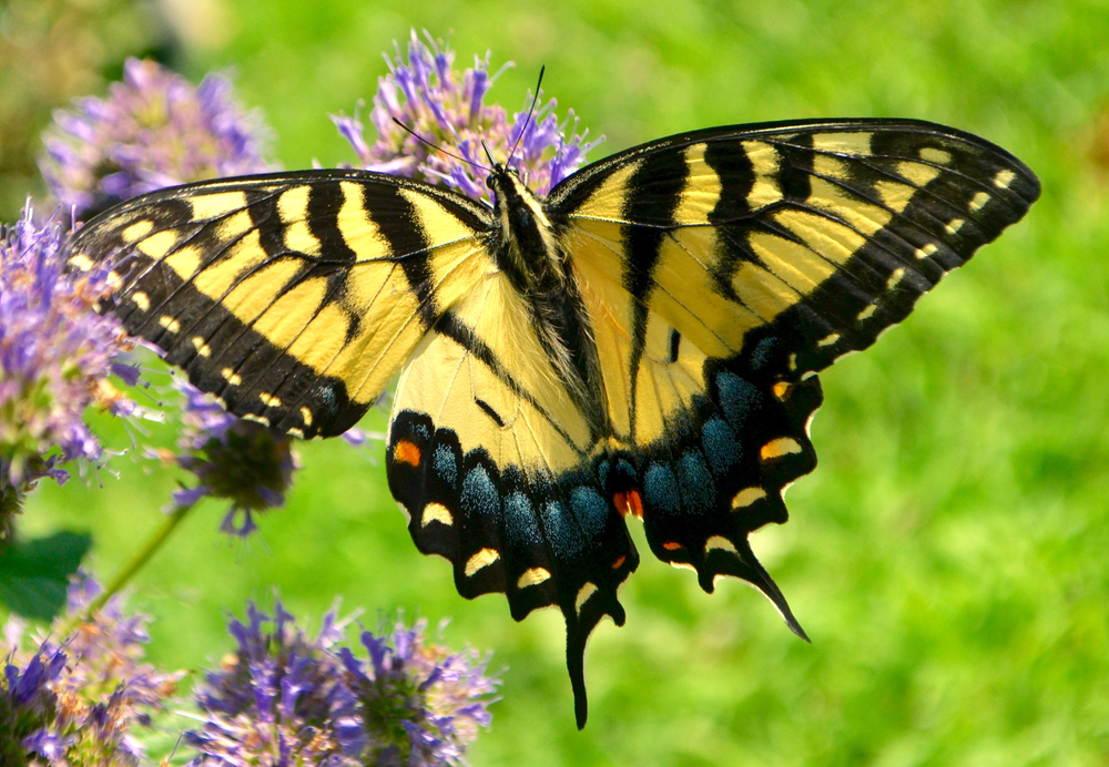 An eastern swallowtail butterfly feeding on a flower