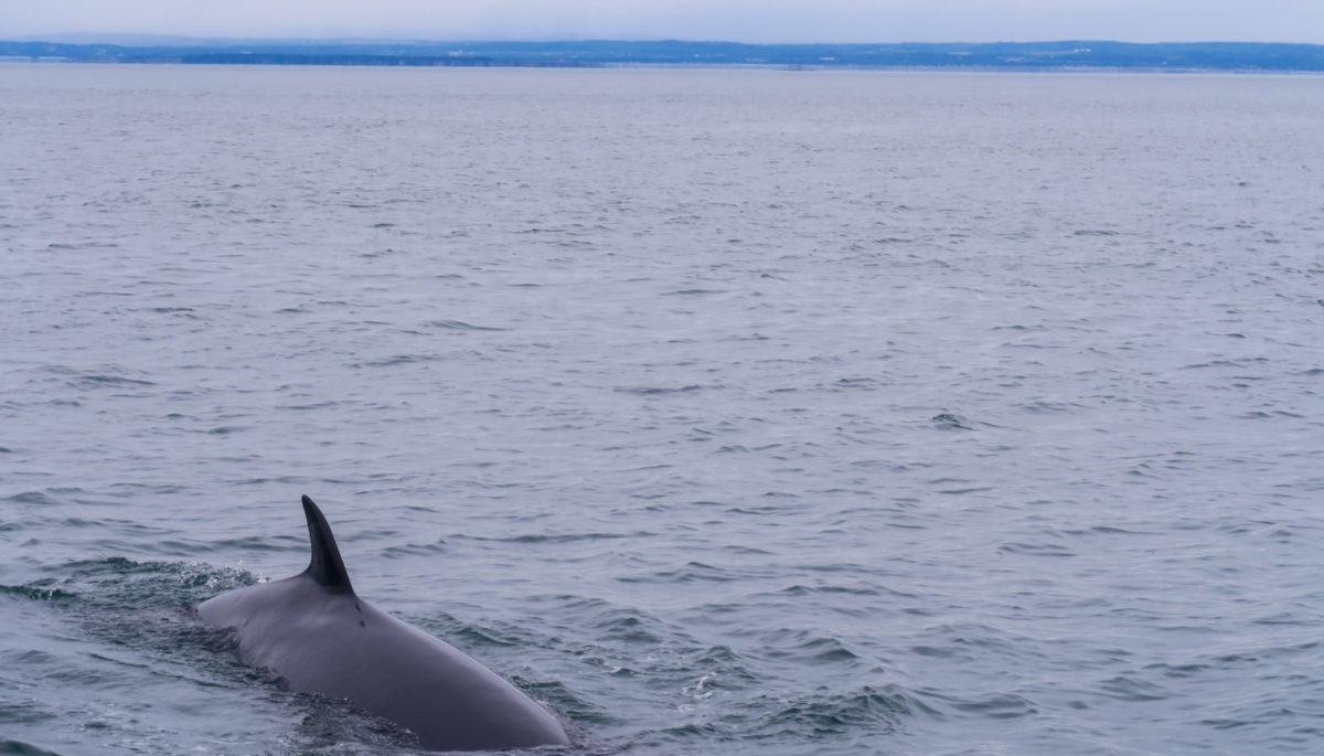 Back of a minke whale showing just above the surface of a calm lake.