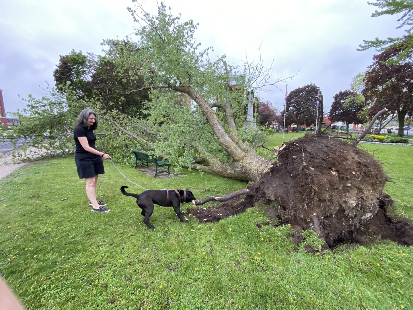 Strong winds ripped tree out by its roots and is not laying on a park in Lakefield