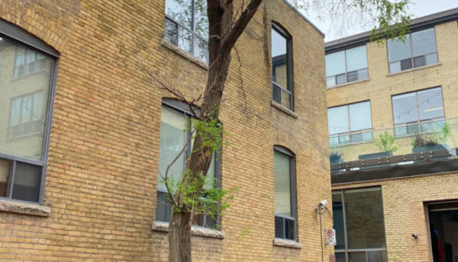 A tree growing in a parking lot beside a building