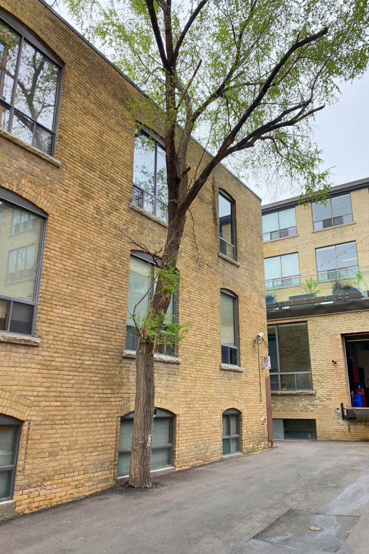 A tree growing in a parking lot beside a building