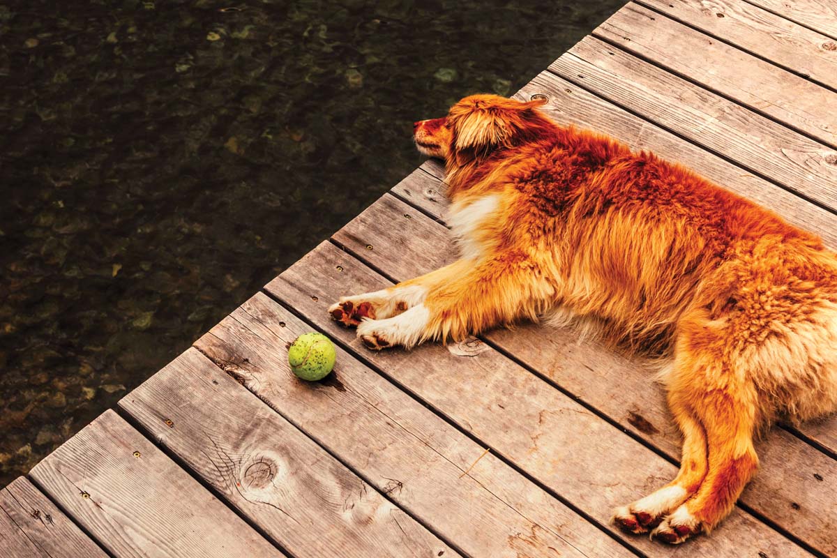 Snowy the dog snoozes on the dock