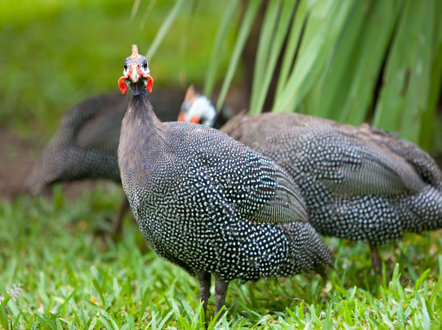 Guinea fowl on green grass, looking at the camera.