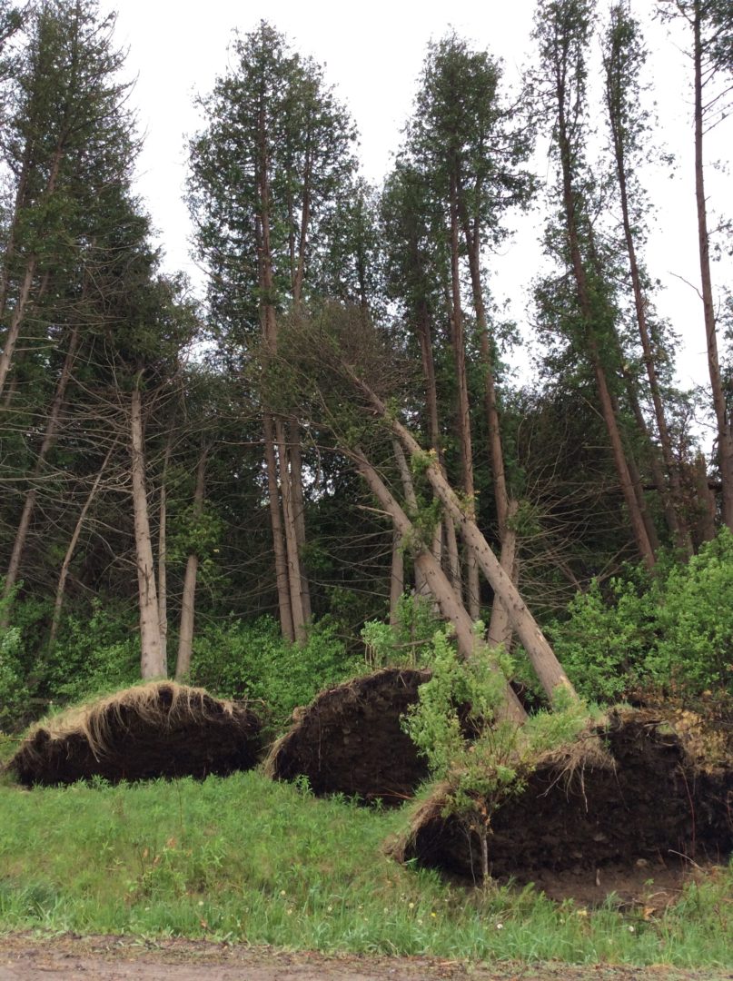 Three tall trees leaning with their roots coming out of the ground. Brown earth can be seen where the ground splits.
