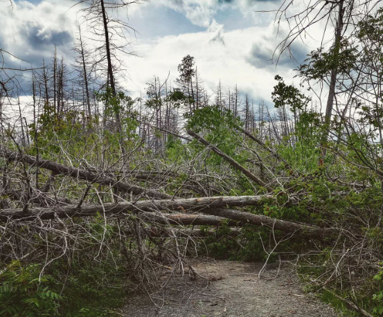 Greenbelt walking trail covered by fallen trees.