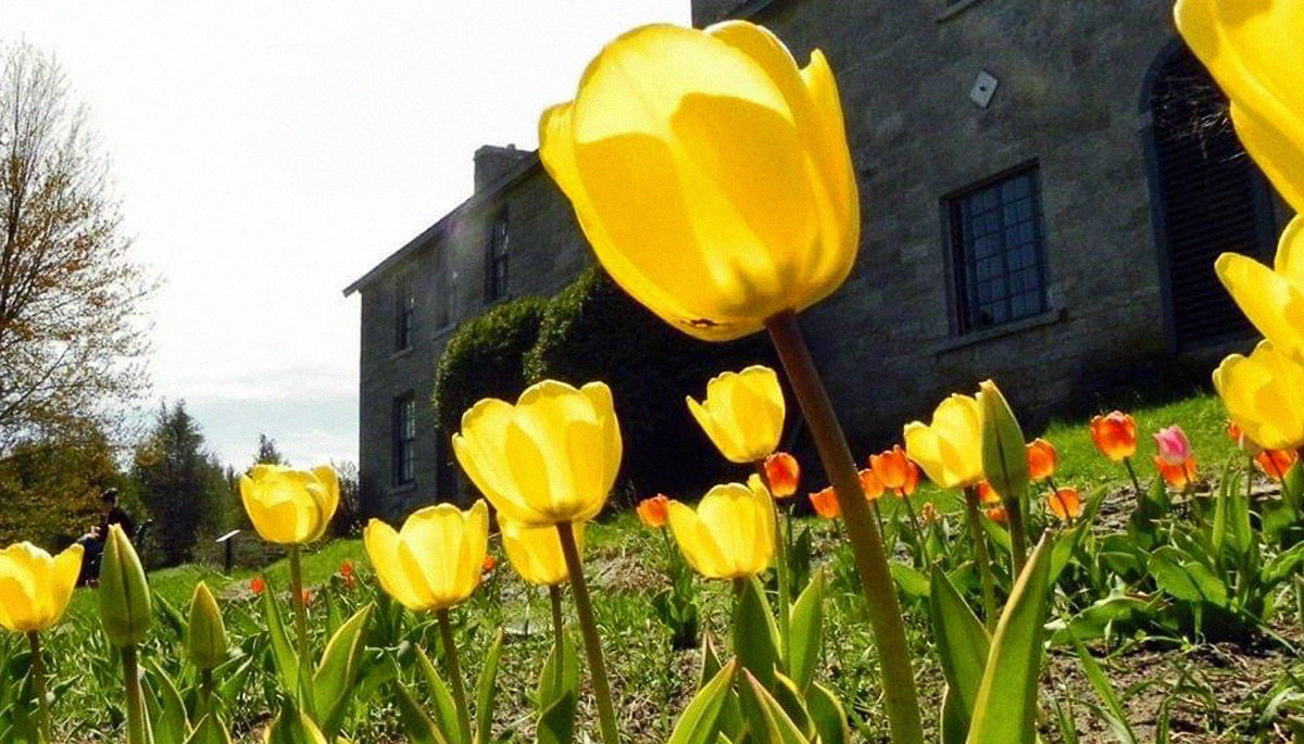 Yellow tulips blooming outside Pinhey's Point Historic Site, tulip festival