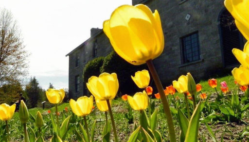 Yellow tulips blooming outside Pinhey's Point Historic Site, tulip festival