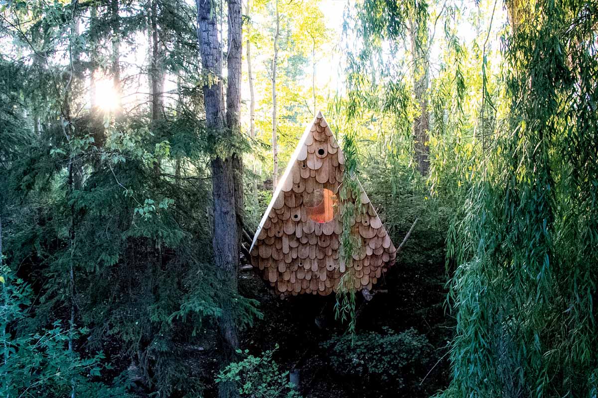 front-facing shot of the bird hut in the trees with beautiful sunlight streaming in
