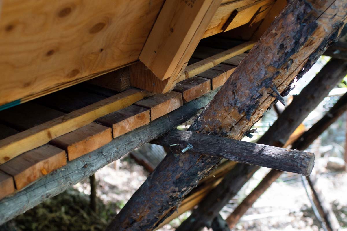 close-up shot of the ldogepole pines that support the bird hut