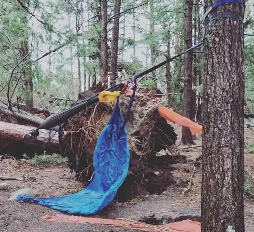 Fallen tree takes down hammock with it.