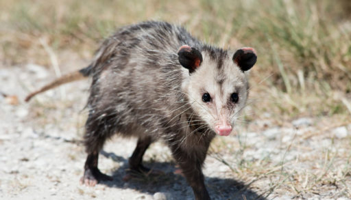 An opossum walking on a dirt road.