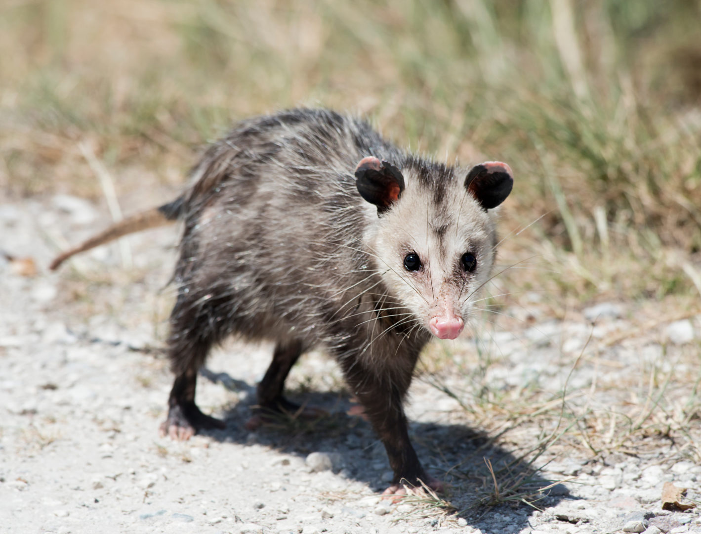 An opossum walking on a dirt road.