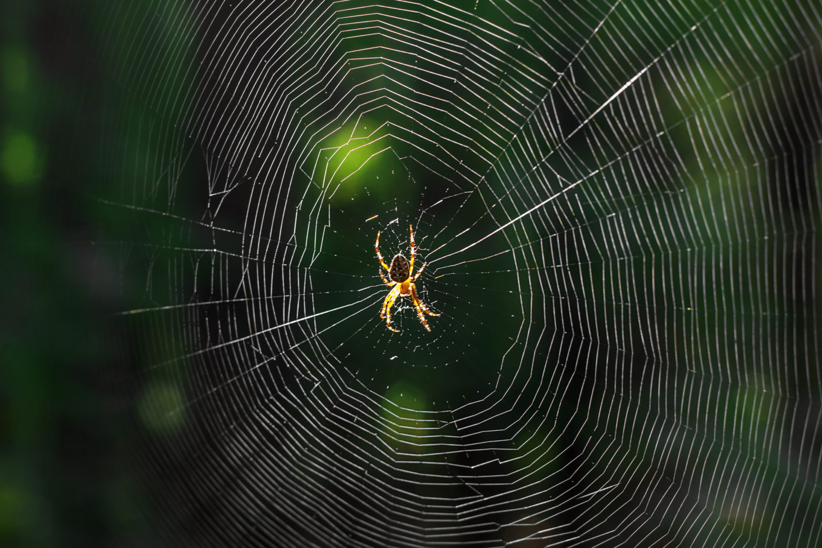 A spider in the centre of a web.