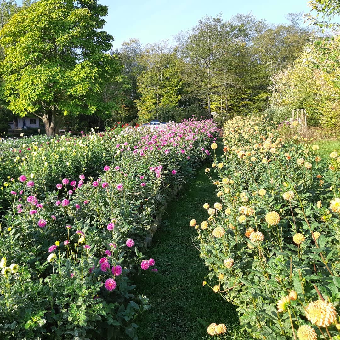 Rows of purple and yellow flowers in a field.