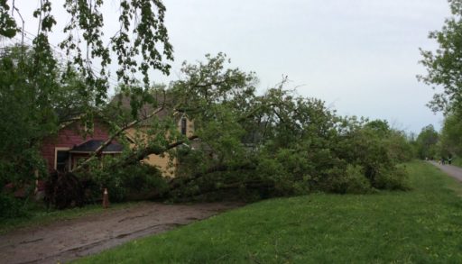 fallen tree on driveway