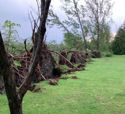 Row of large tree ripped from their roots and laying on the ground.