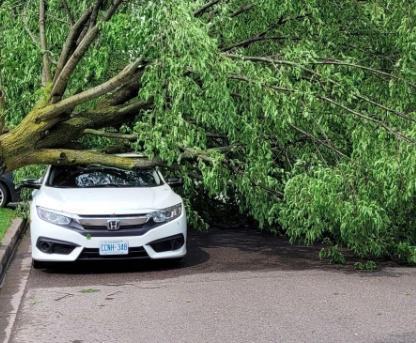 Large fallen tree squishes vehicle.
