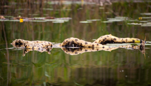 The root of a water lily floating on the surface of the water