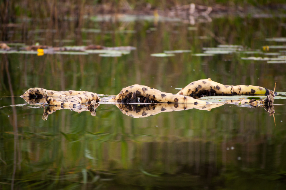 The root of a water lily floating on the surface of the water