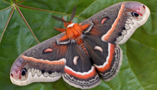 A cecropia moth sitting on a maple leaf