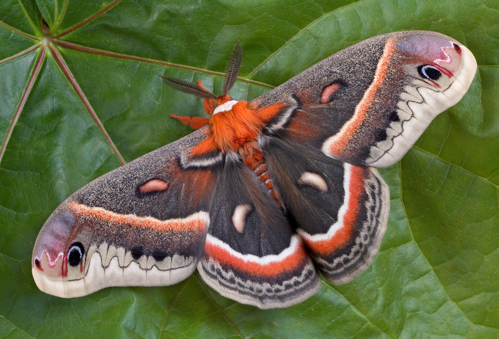 A cecropia moth sitting on a maple leaf