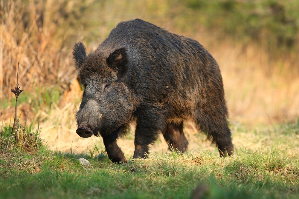 A wild boar in a field