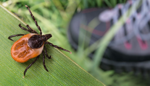 Black-legged tick lurking on green leaf and and foot in hiking boot on green grass.